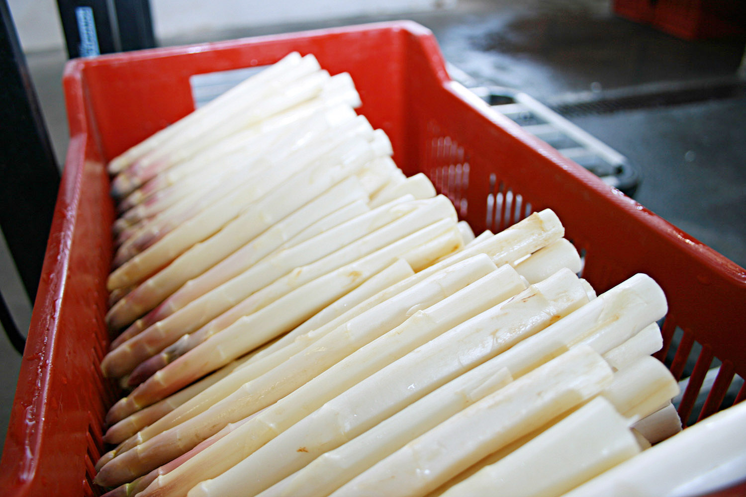 Spargelhof Kalkwitz Spargel foilienfrei angebaut