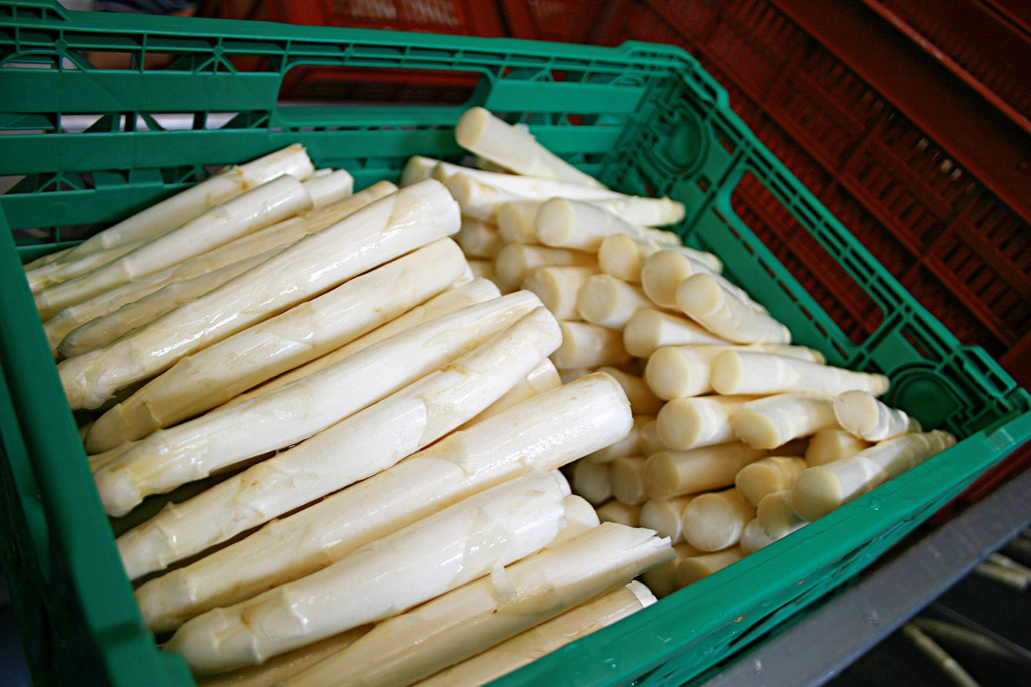 Spargelhof Kalkwitz Spargel foilienfrei angebaut