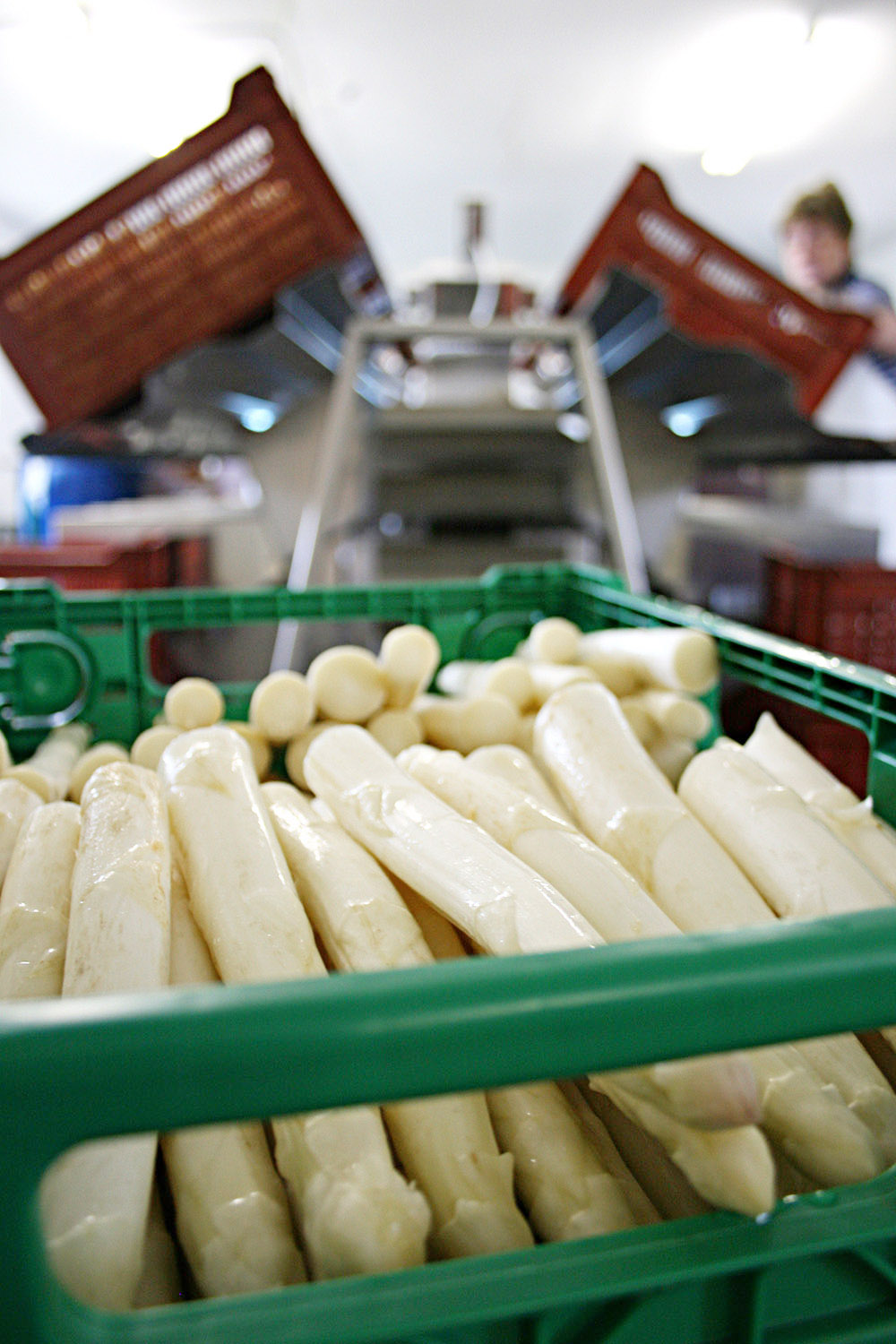 Spargelhof Kalkwitz Spargel foilienfrei angebaut