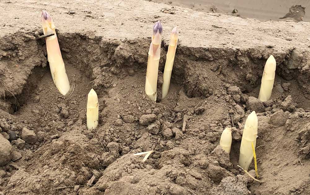 folienfreier Spargelanbau Spitzen sind lila von der Sonne