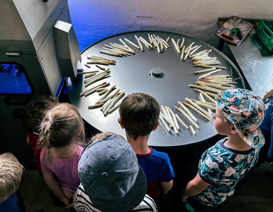 Kinder vor der Spargelschaelmaschine im Spargelhof Kalkwitz